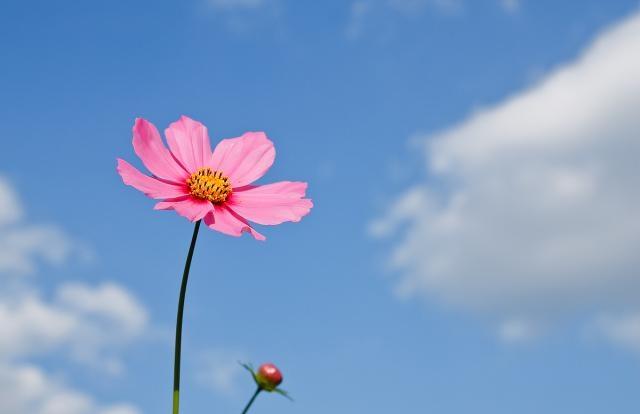 努力上进的励志语录，送给默默奋斗，矢志不渝的你！