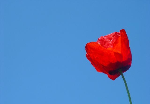 早安唯美的句子，元气满满，愿你心向阳光！