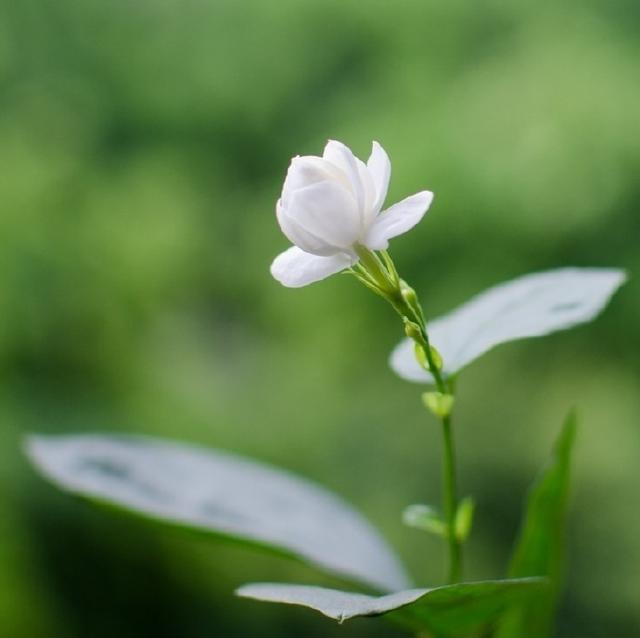 唯美走心的人生感悟，句句经典，发人深省！