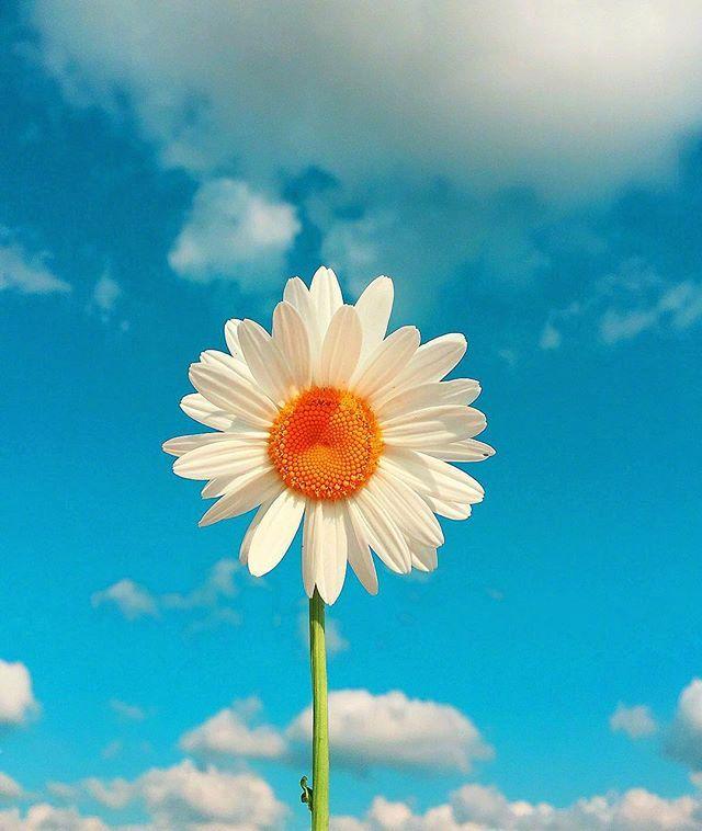 2020最新励志语录，句句阳光，鼓舞人心！