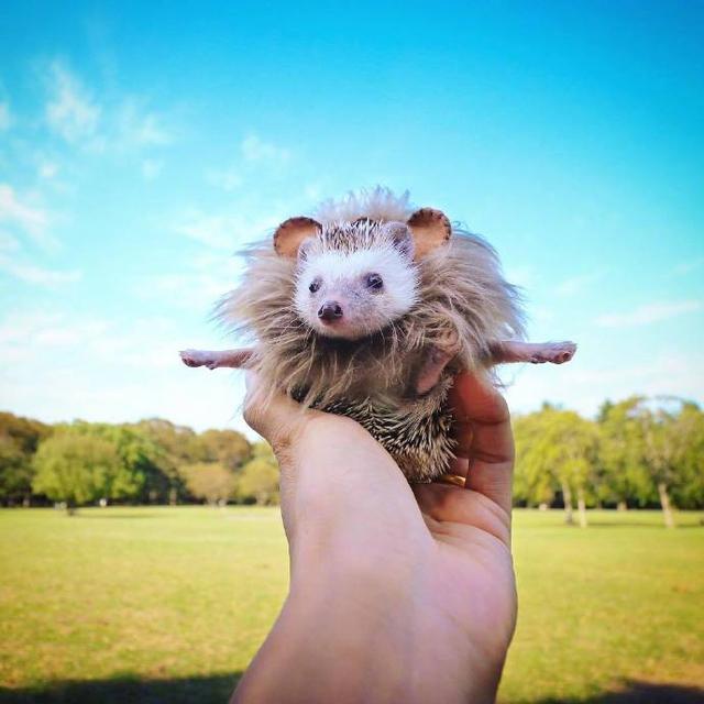 早上好的说说句子，元气满满，愿你心向阳光！