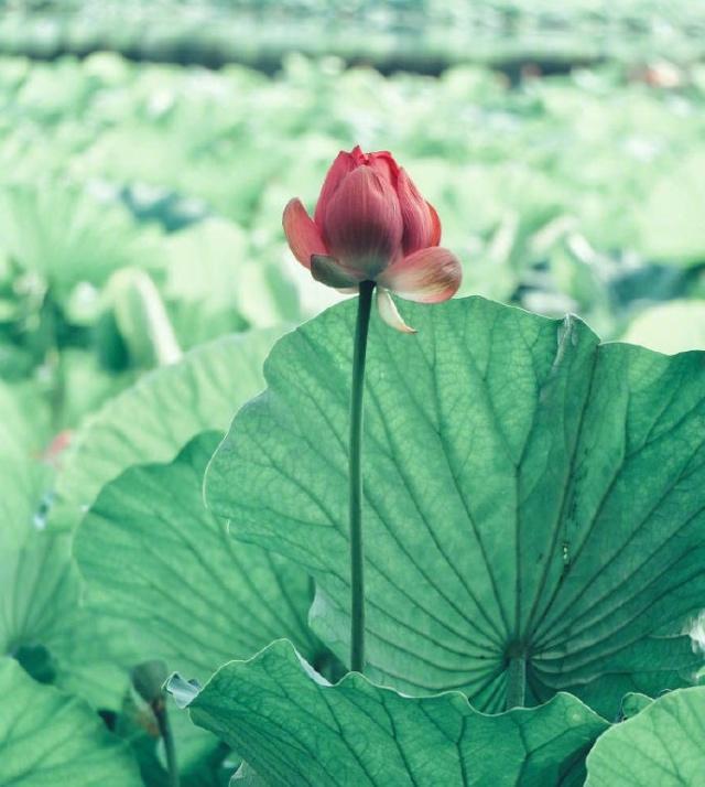 充满哲理的人生感悟句子，绝对让你受益匪浅！