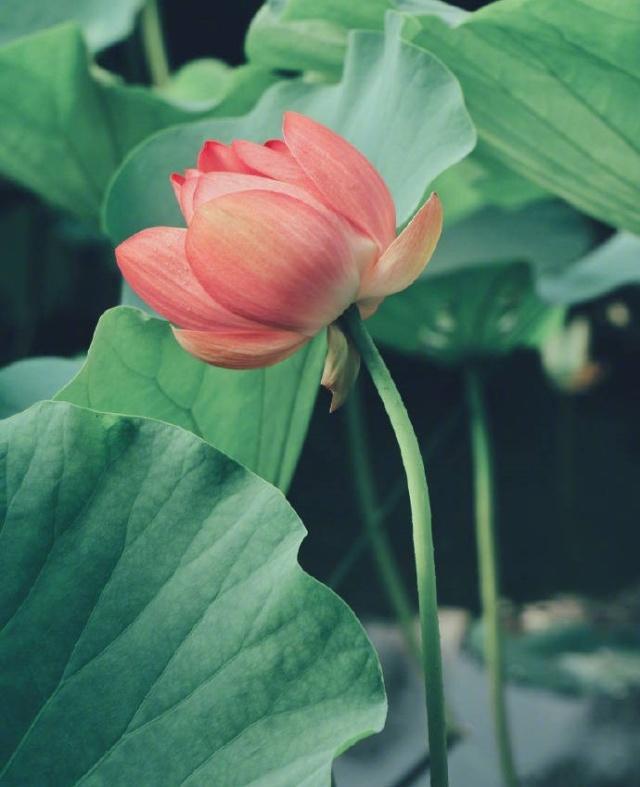 充满哲理的人生感悟句子，绝对让你受益匪浅！