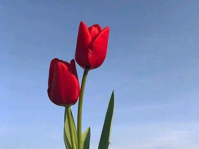 早安励志句子，经典阳光，送给努力拼搏的你！