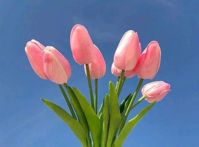 早安励志句子，经典阳光，送给努力拼搏的你！