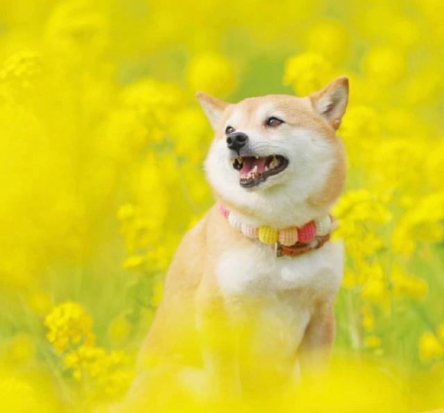 干净暖心的早安心语，元气满满，愿你心向阳光！