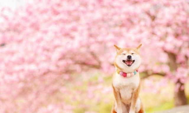 干净暖心的早安心语，元气满满，愿你心向阳光！