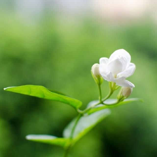 一句顶十句的人生感悟句子，充满哲理，引人深思！