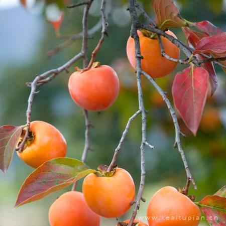 秋天柿子图片大全_秋天的柿子树图片