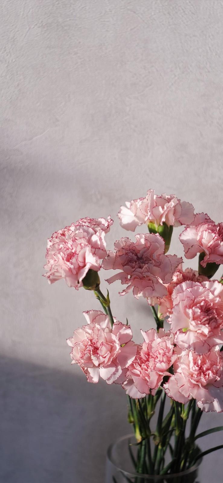 粉色花卉专题|温柔的手机壁纸图片2022精选