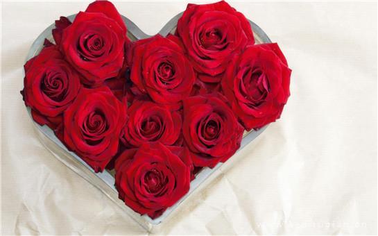 浪漫好看的玫瑰花图片丨人间皆是浪漫