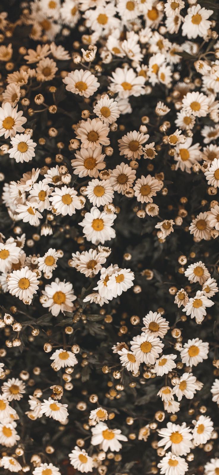 手机壁纸精选清新的花卉小雏菊高清图片