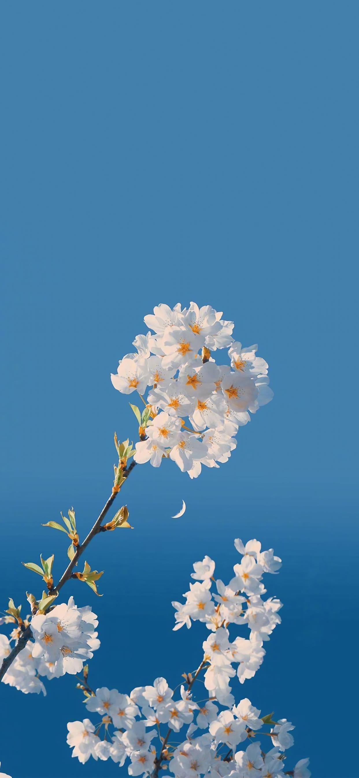 向着蓝天绽放美丽的花卉唯美手机壁纸图片