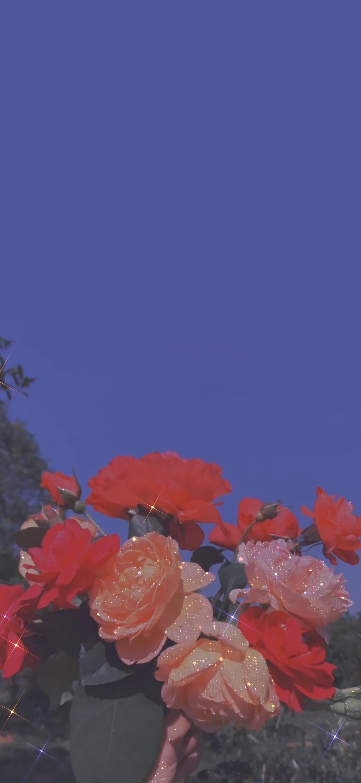 向着蓝天绽放美丽的花卉唯美手机壁纸图片