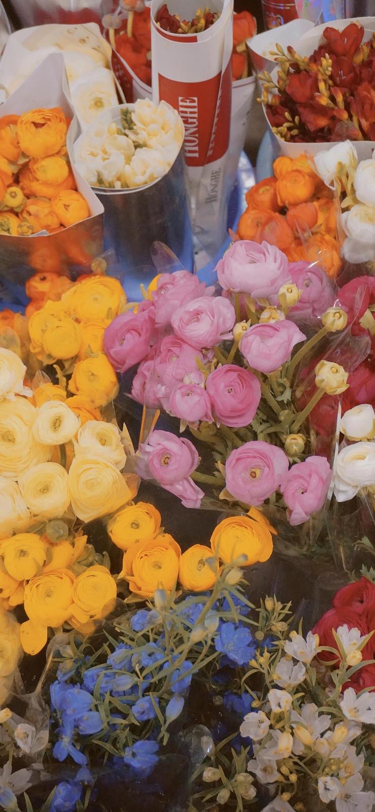 唯美手机壁纸图片打包春天好看的花卉