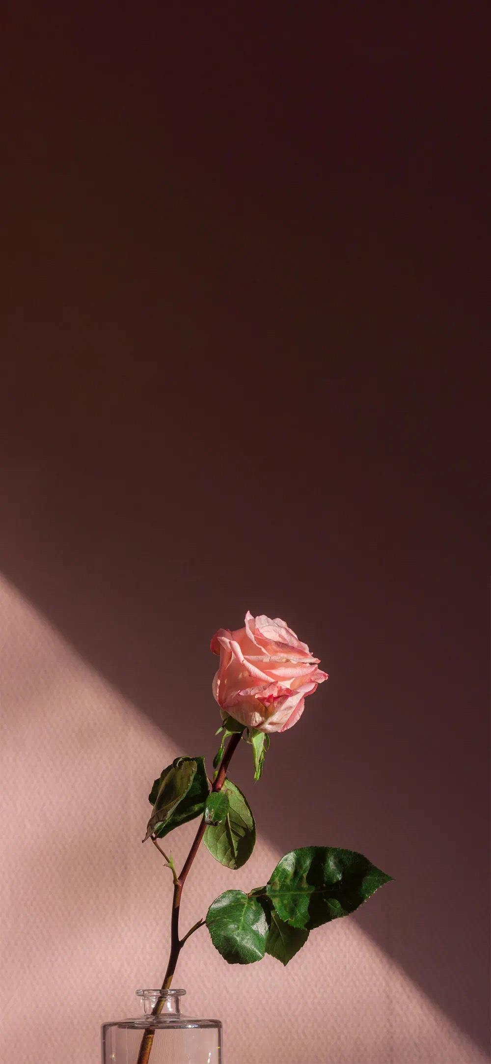 唯美十二月专属的花朵手机锁屏壁纸图片