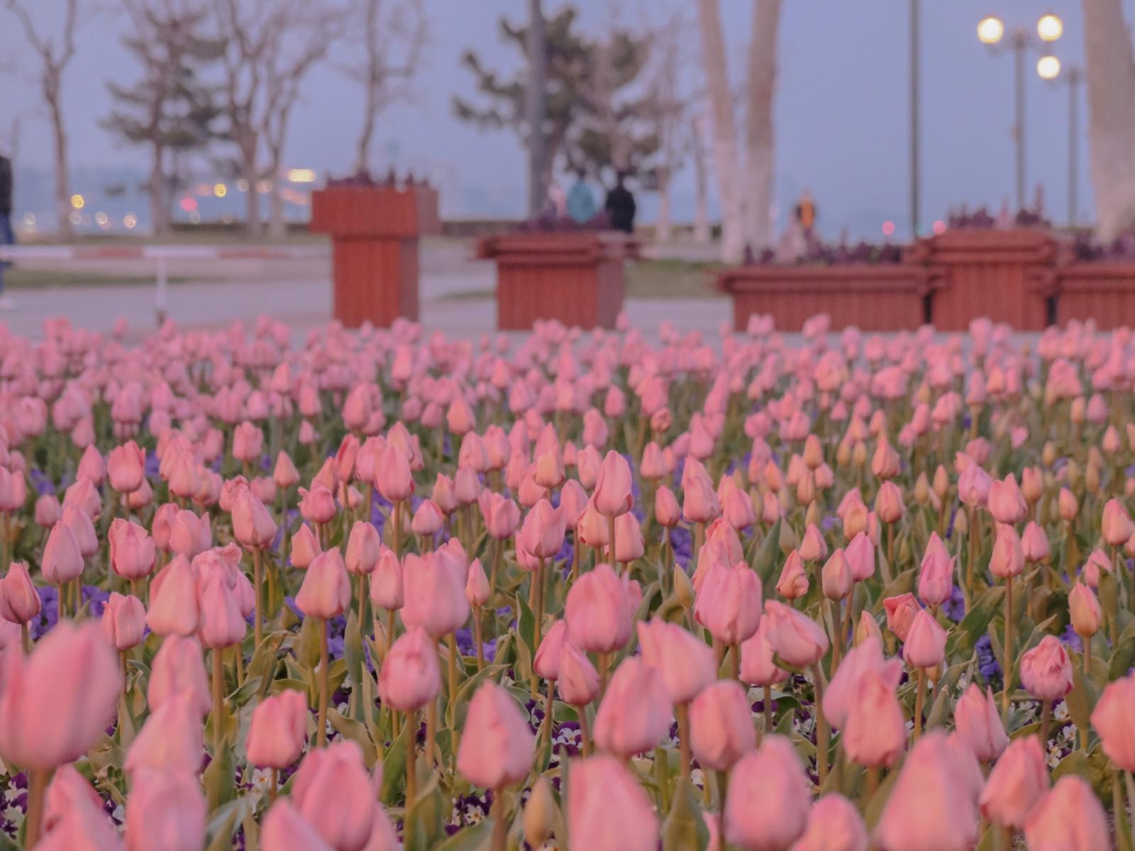 养眼好看的花卉高清iPad桌面壁纸图片