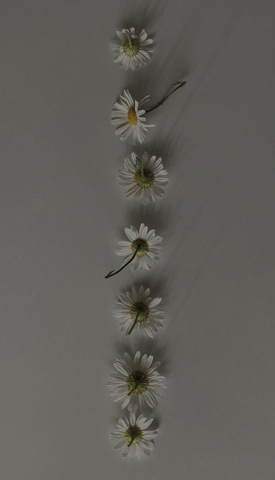 ins清新系花卉代表小雏菊高清手机壁纸图片