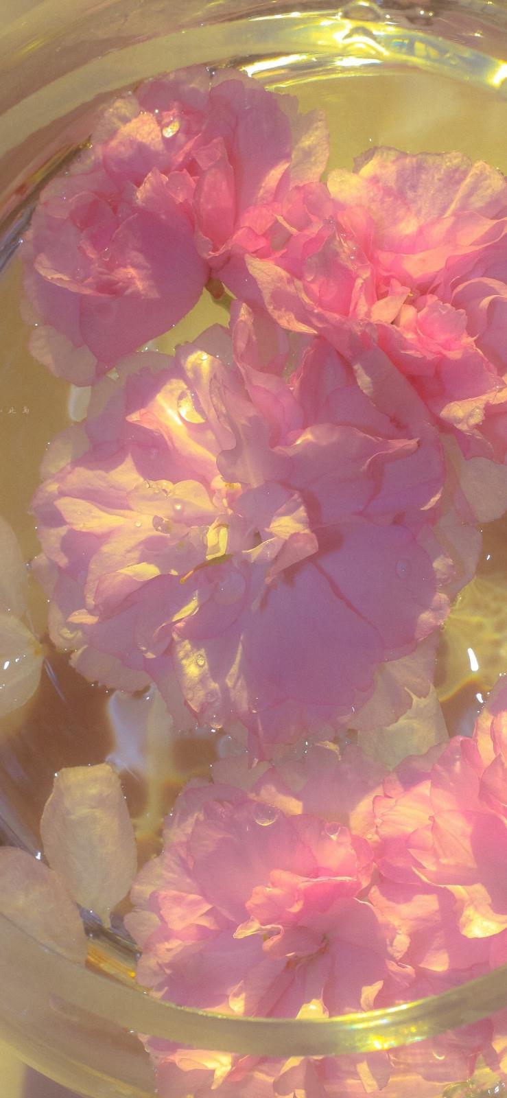 2021最新款粉色花卉唯美高清手机壁纸图片
