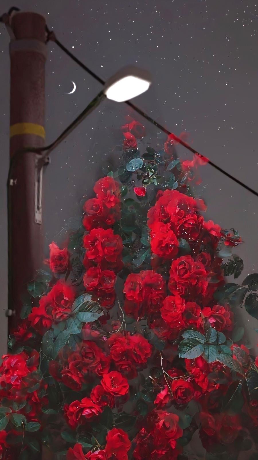 2021精选唯美好看的红色花卉手机壁纸图片
