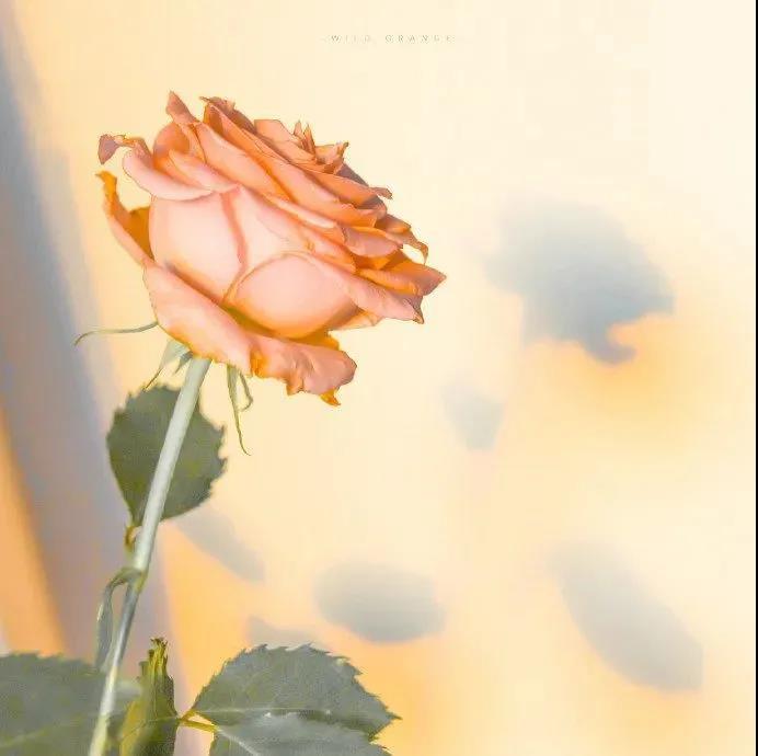 好看的花图片背景|粉色玫瑰花的唯美浪漫