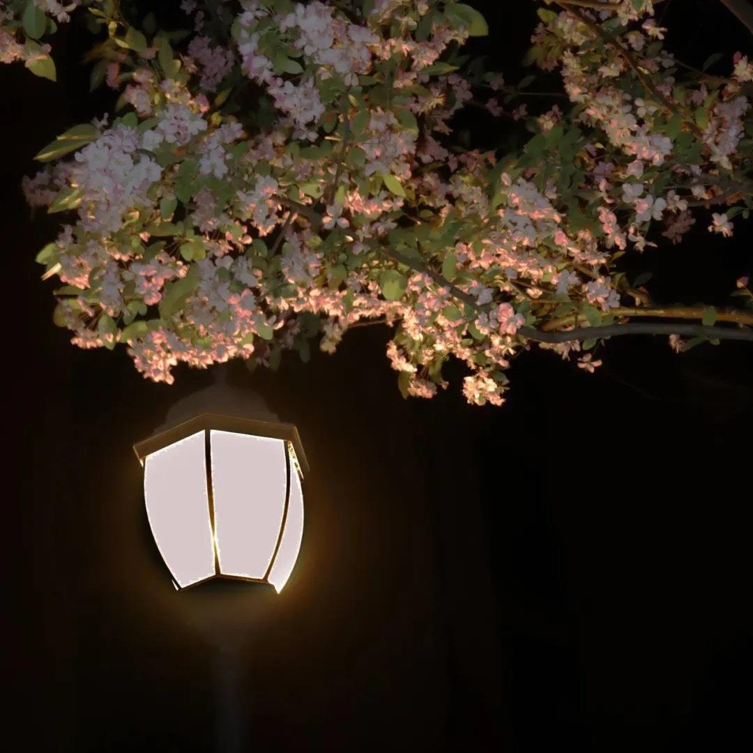 好看的花图片背景|花会沿路盛开，你以后的路也是