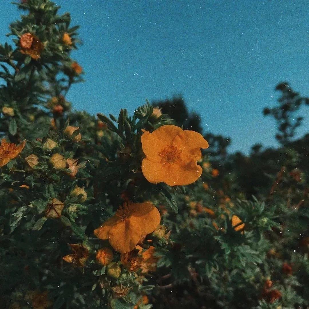 好看的花图片背景|花会沿路盛开，你以后的路也是