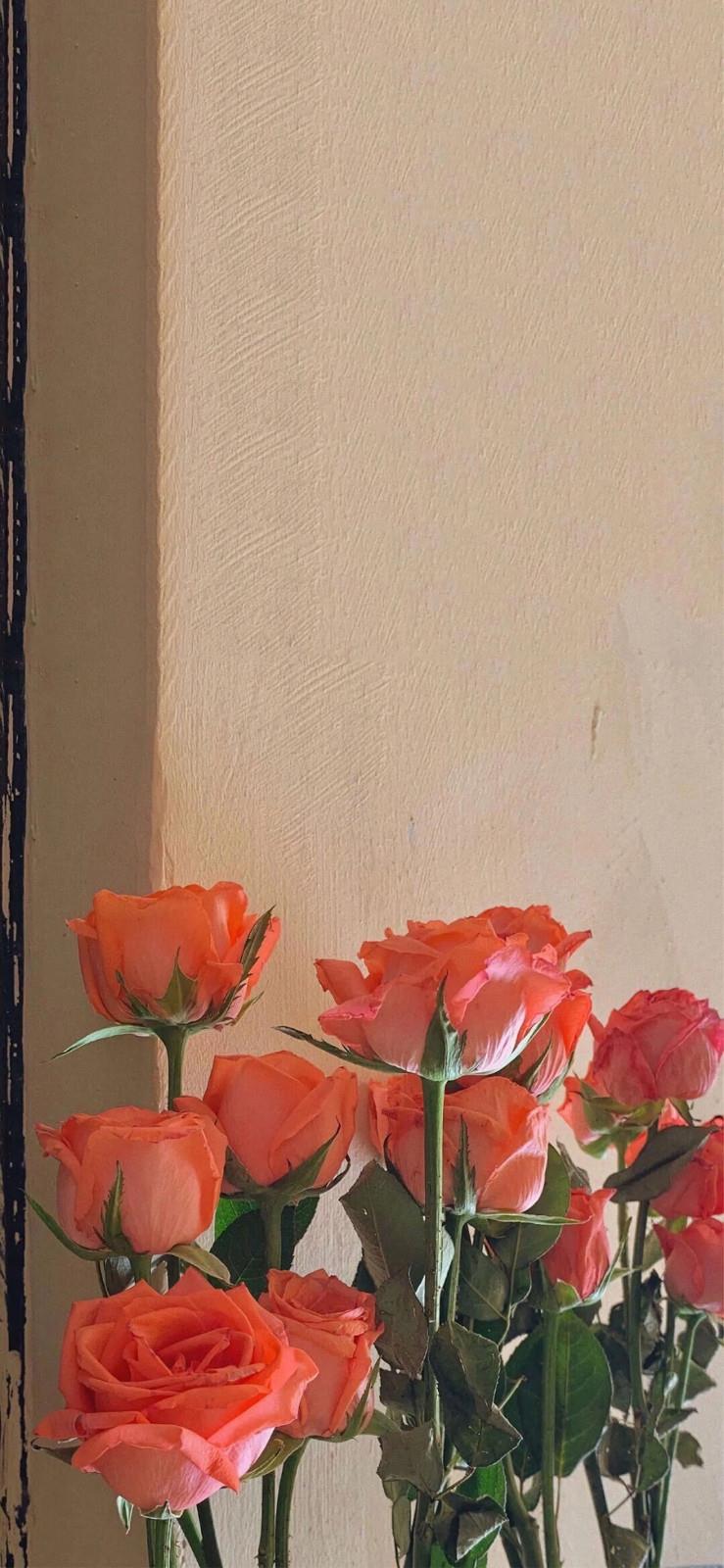 高级有质感的高清唯美手机壁纸图片|今天的花很美很浪漫