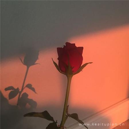 2021浪漫好看的红色玫瑰花背景图片