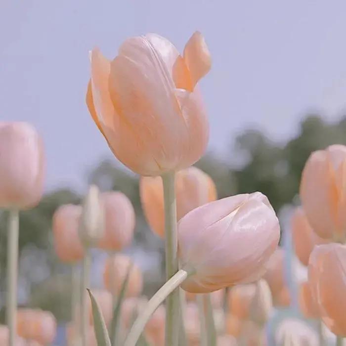 好看背景图片|各种颜色的郁金香花朵