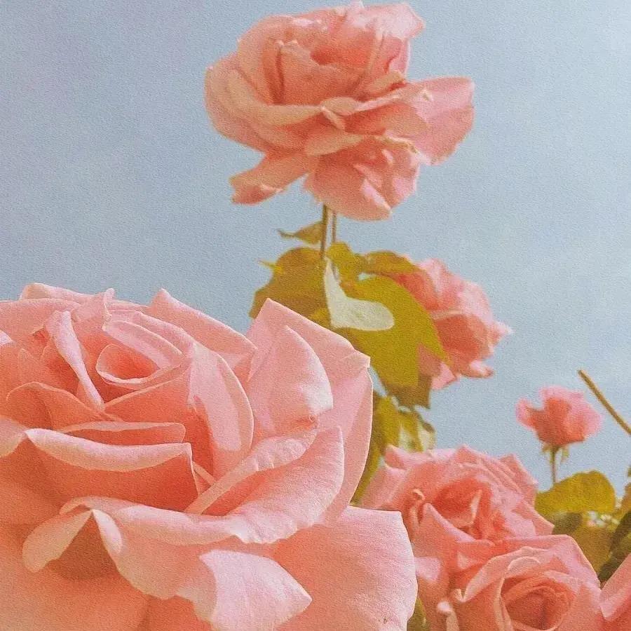 唯美微信头像图片|温柔甜美的粉色花卉