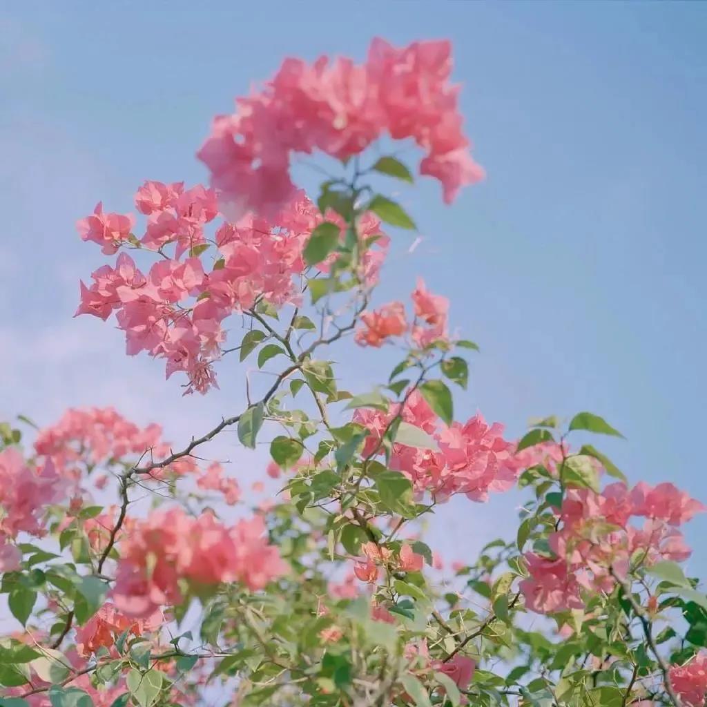 唯美微信头像图片|温柔甜美的粉色花卉