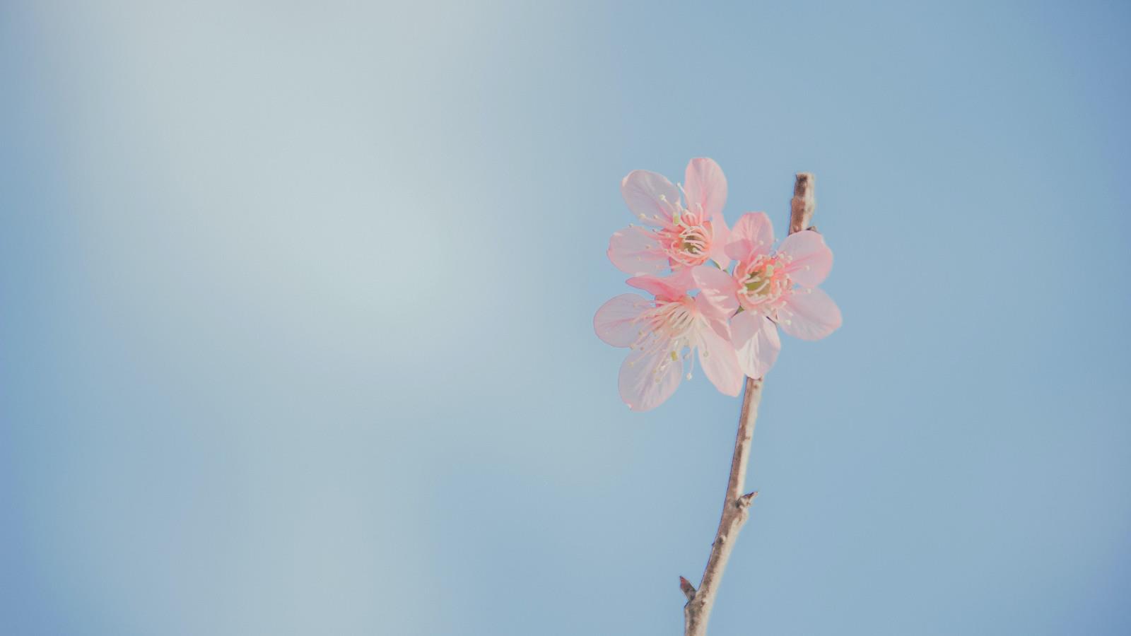 唯美小清新风格的花卉高清桌面壁纸图片