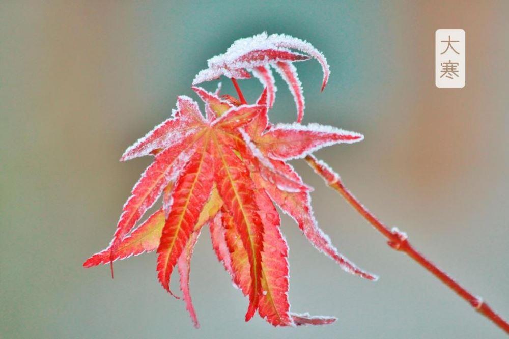 经典24节气大寒冬日雪景意境雪花落在树叶上高清图图片