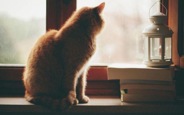 人间烟火气|有猫有书有杯茶的生活意境唯美图片