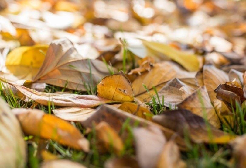 秋天伤感唯美意境-落在树下的枯叶图片