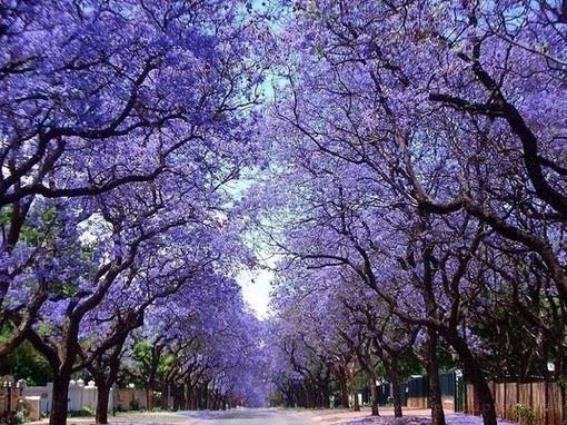 道路两旁的蓝花楹树绽放的唯美风景图片
