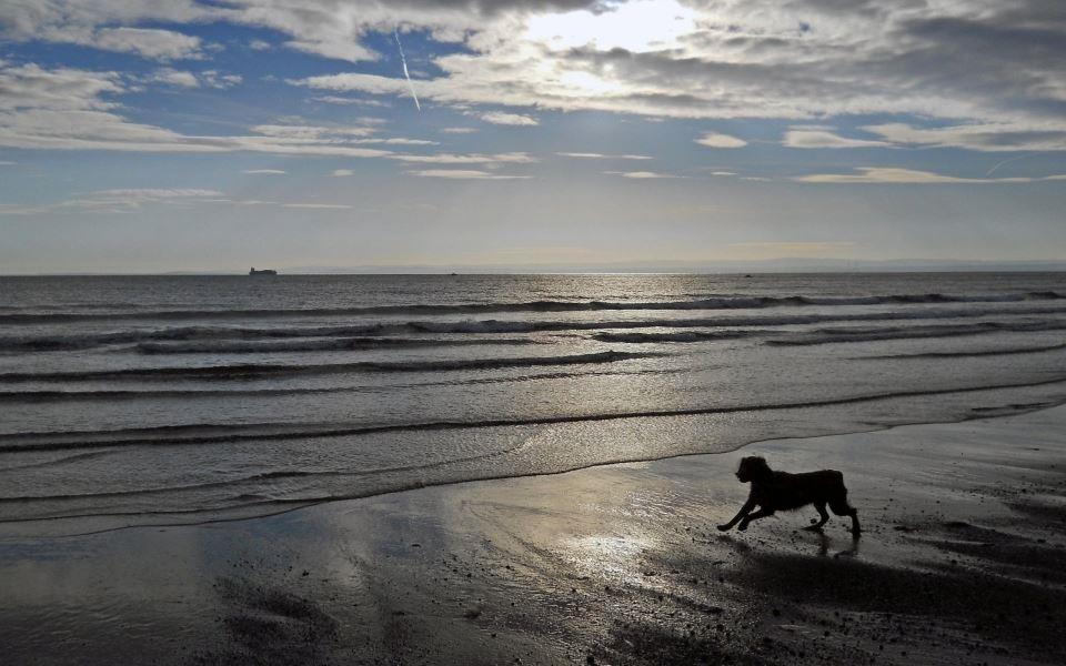 蓝天白云下在空旷的海边沙滩奔跑玩耍的小狗图片