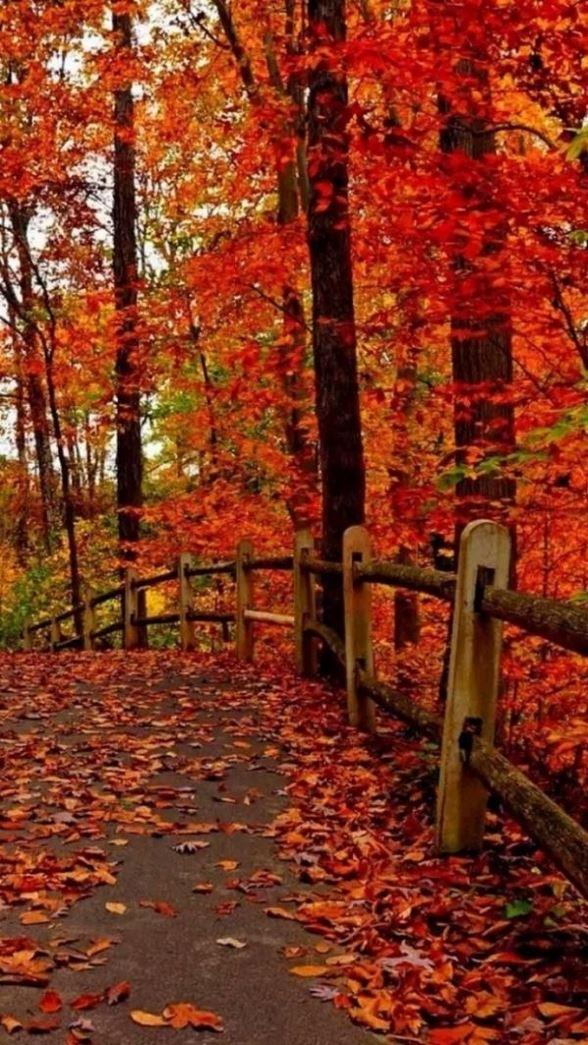 秋风落叶的金红色森林唯美意境风景图片