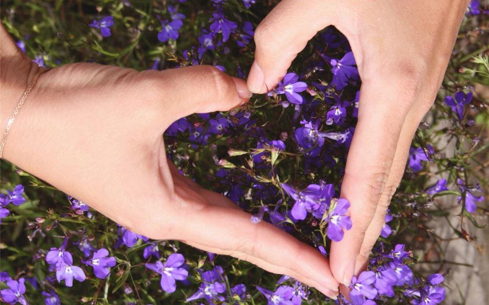 紫色小花上手比爱心的唯美意境图片