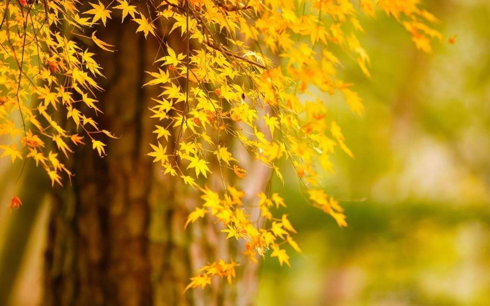 秋天金黄色的落叶唯美风景壁纸