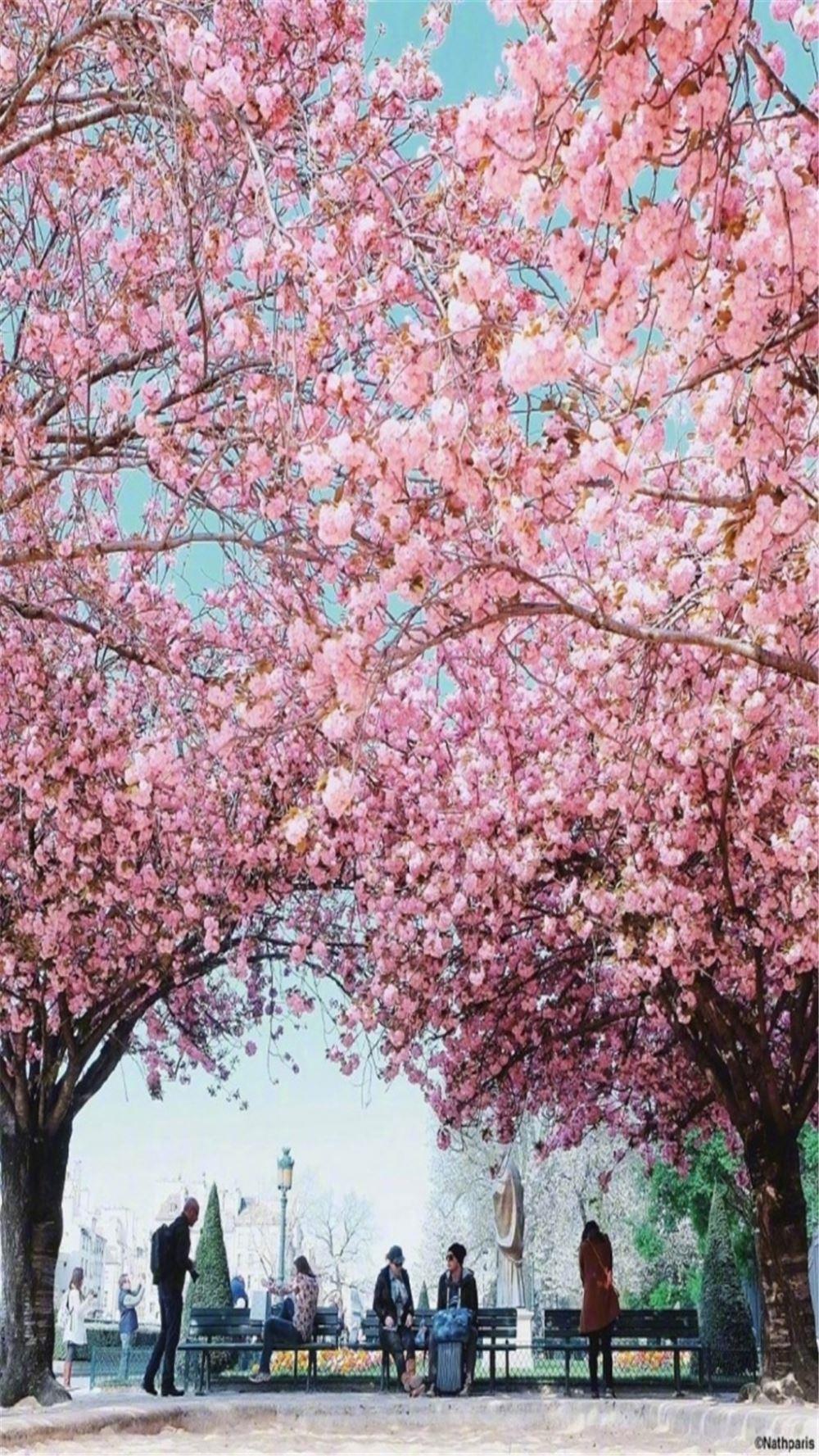 埃菲尔铁塔的樱花树下唯美风景图片