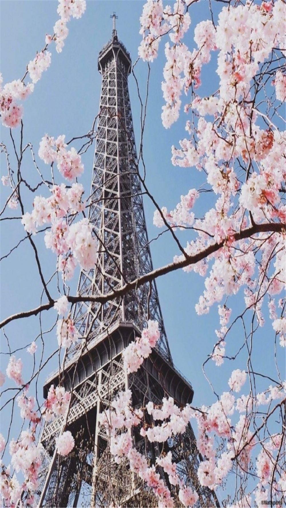 埃菲尔铁塔的樱花树下唯美风景图片