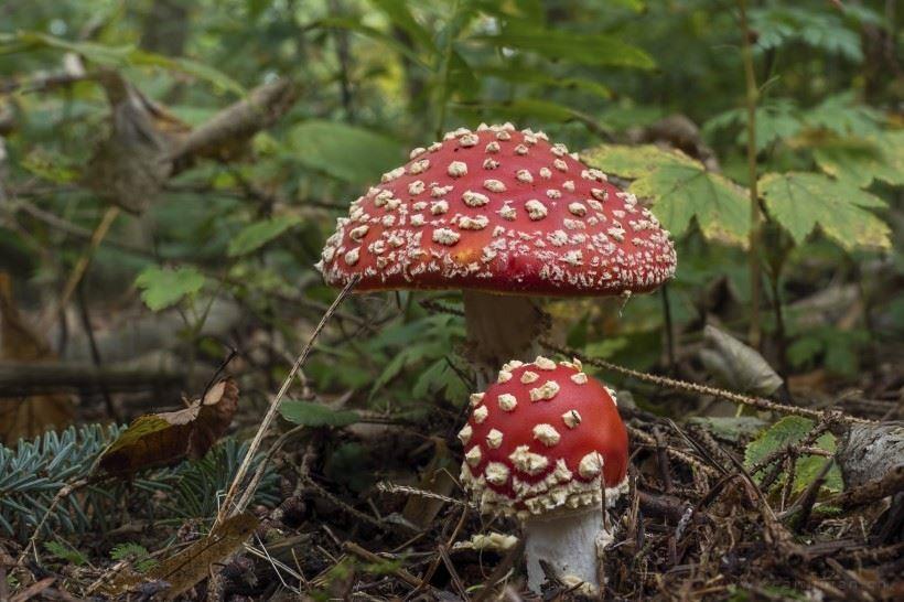 鲜艳的野生红蘑菇唯美高清图片壁纸大全