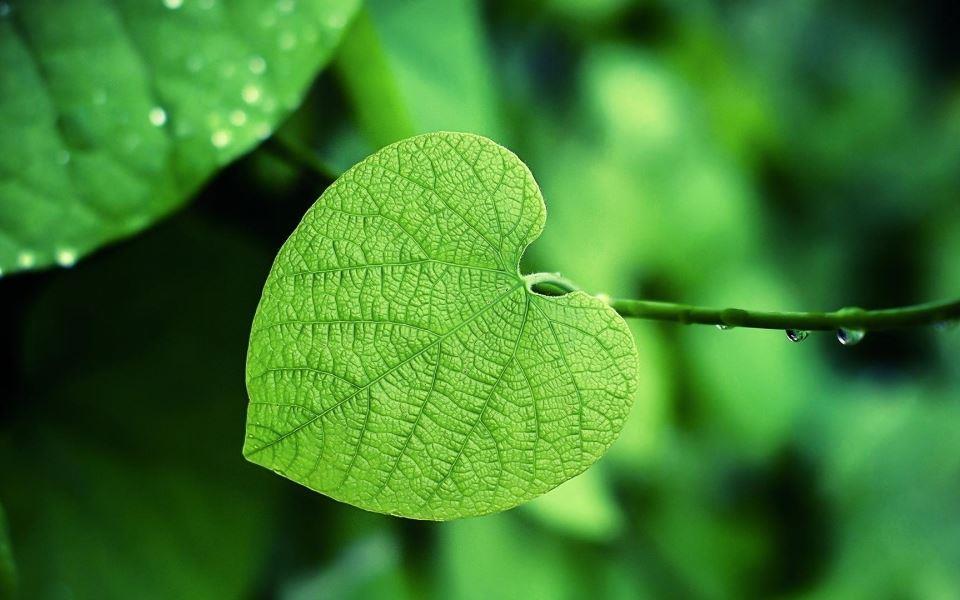 大清早的嫩叶与露珠·绿色护眼植物图片