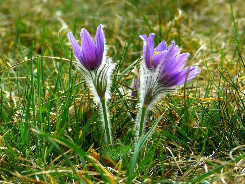 长满白色绒毛的紫色植物-白头翁花朵图片