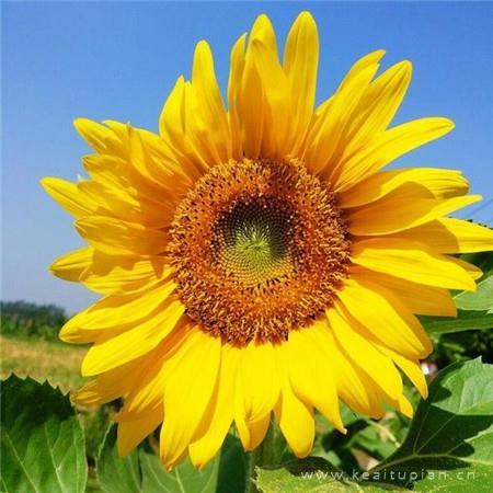 跟随太阳转动的花卉-向日葵唯美图片