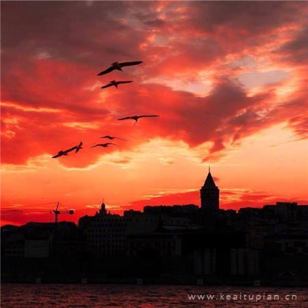 海边城市夕阳下飞行的鸟儿唯美高清图片