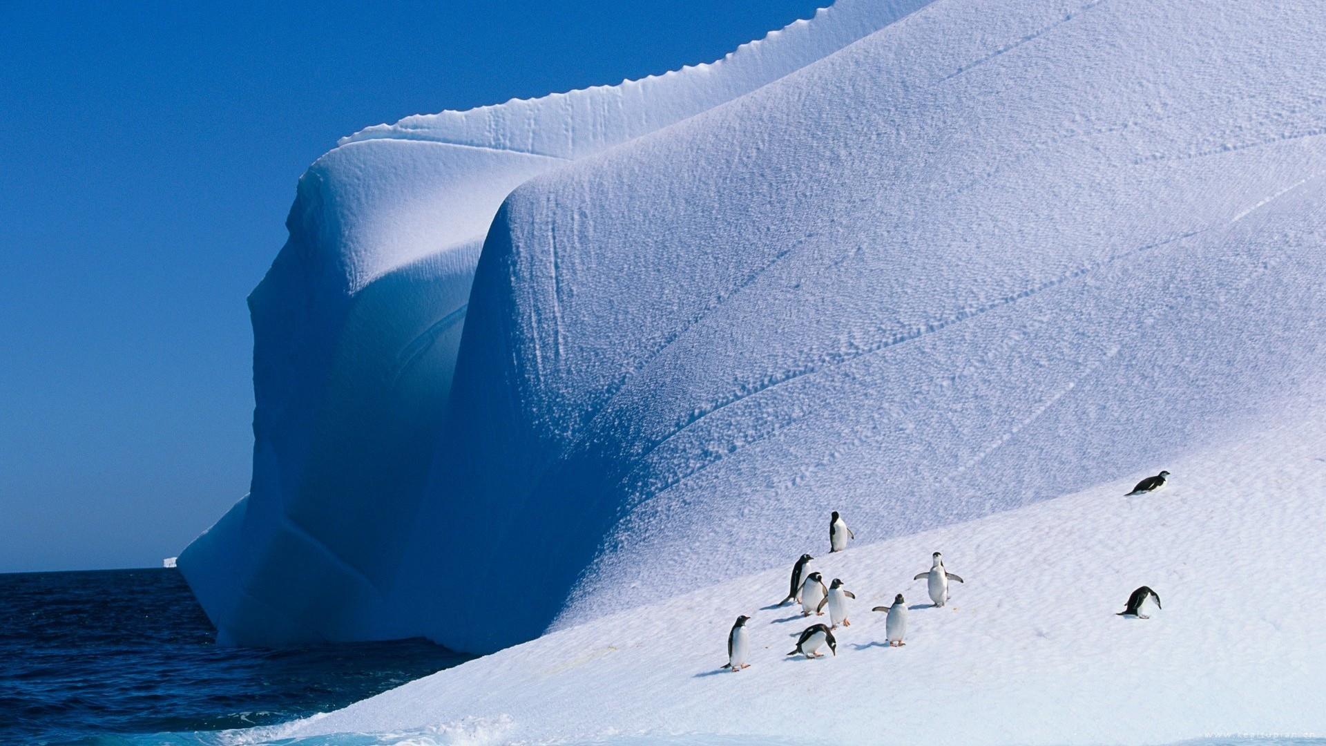 漂亮的憨厚可爱南极企鹅高清图片桌面壁纸