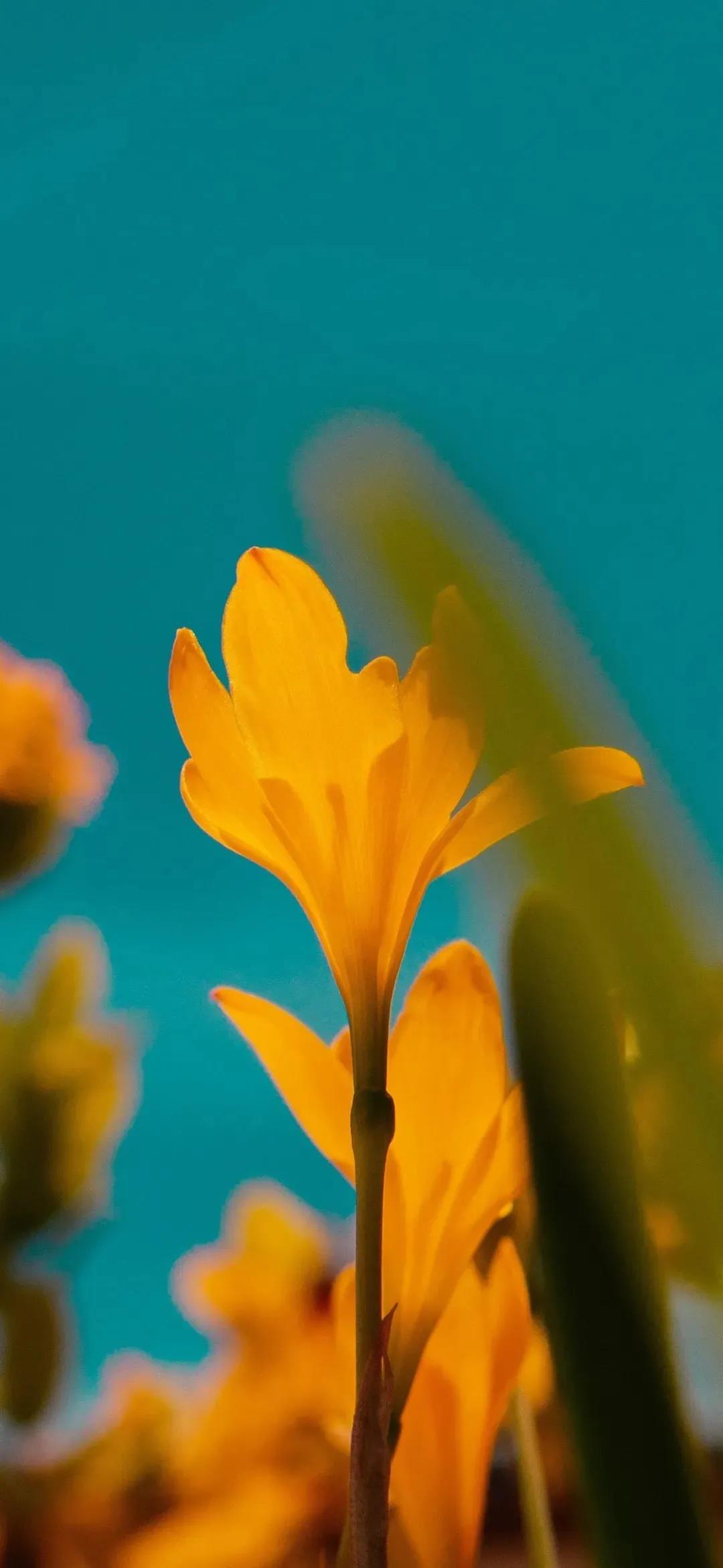 每天都有好心情黄色花朵唯美高清手机壁纸图片